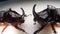 Rhinoceros beetle, Rhino beetle, Fighting beetle. European rhinoceros beetle, the male of which has a curved horn extending from t