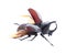 Rhinoceros beetle, Rhino beetle, Hercules beetle, Unicorn beetle