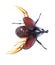 Rhinoceros beetle, Rhino beetle, Hercules beetle, Unicorn beetle