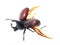 Rhinoceros beetle, Rhino beetle, Hercules beetle, Unicorn beetle