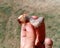 rhinoceros beetle, Rhino beetle larvae in a mans hand. Large beetle larva