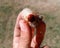 rhinoceros beetle, Rhino beetle larvae in a mans hand. Large beetle larva