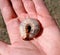 rhinoceros beetle, Rhino beetle larvae in a mans hand. Large beetle larva