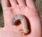 rhinoceros beetle, Rhino beetle larvae in a mans hand. Large beetle larva