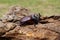 Rhinoceros Beetle - right side view