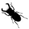 Rhinoceros beetle silhouette isolated on white background