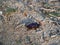 Rhinoceros beetle on a trail, Lleida, Spain, Europe