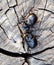 A rhinoceros beetle on a of a tree stump. A pair of rhinoceros beetles