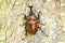 Rhinoceros beetle on tree trunk, insect, nature