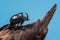 Rhinoceros beetle on trunk mangrove wood and blue background