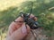 Rhinoceros beetle upside down, turned on its back.