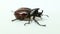 rhinoceros beetles Xylotrupes australicus isolated on white background