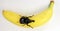 Rhinoceros beetles Xylotrupes digeon on banana. Breeding beetles. Coleoptera. Beetles as pets.