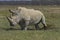 RHINOCEROS BLANC ceratotherium simum