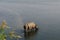 Rhinoceros at breakfast in the Rapti River in the jungles of Nepal. Landscape with Asian rhinoceros in Chitwan, Nepal.