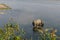 Rhinoceros at breakfast in the Rapti River in the jungles of Nepal. Landscape with Asian rhinoceros in Chitwan, Nepal.