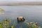 Rhinoceros at breakfast in the Rapti River in the jungles of Nepal. Landscape with Asian rhinoceros in Chitwan, Nepal.