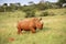 Rhinoceros bull in an African landscape.