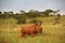 Rhinoceros bull in an African landscape.