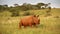 Rhinoceros bull in an African landscape.