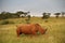 Rhinoceros bull in an African landscape.