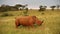 Rhinoceros bull in an African landscape.