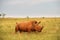 Rhinoceros bull in an African landscape.