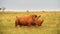 Rhinoceros bull in an African landscape.