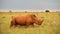 Rhinoceros bull in an African landscape.