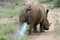 Rhinoceros bull marking his territory