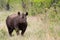 Rhinoceros in the Bush in South Africa