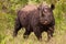 Rhinoceros in the Bush in South Africa
