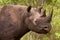 Rhinoceros in the Bush in South Africa