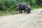 Rhinoceros and calf approaching on a dirt road in the park.