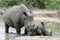 Rhinoceros and calf side by side in a watering hole.