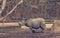 Rhinoceros calf walking around man made habitat in zoo.