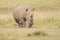 Rhinoceros charging with head down over savannah