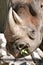 Rhinoceros Chewing