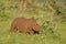 Rhinoceros covered in mud in the middle of a grass covered field in the African jungles