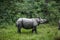 Rhinoceros crossing a small clearing with tall green grass