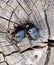 A rhinoceros on a cut of a tree stump. A pair of rhinoceros beetles