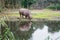 Rhinoceros drinking from a puddle in the Zoo