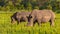 Rhinoceros eat grass on the savannah. White Rhino