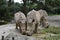 Rhinoceros, eating grass at Singapore Zoo