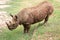 Rhinoceros enjoying on green grassy meadow