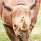 Rhinoceros enjoying on green grassy meadow