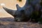 A Rhinoceros enjoys the shade