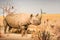 Rhinoceros Exhibit in African Savanna