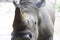 Rhinoceros face to face