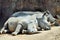 Rhinoceros Family Sleeping